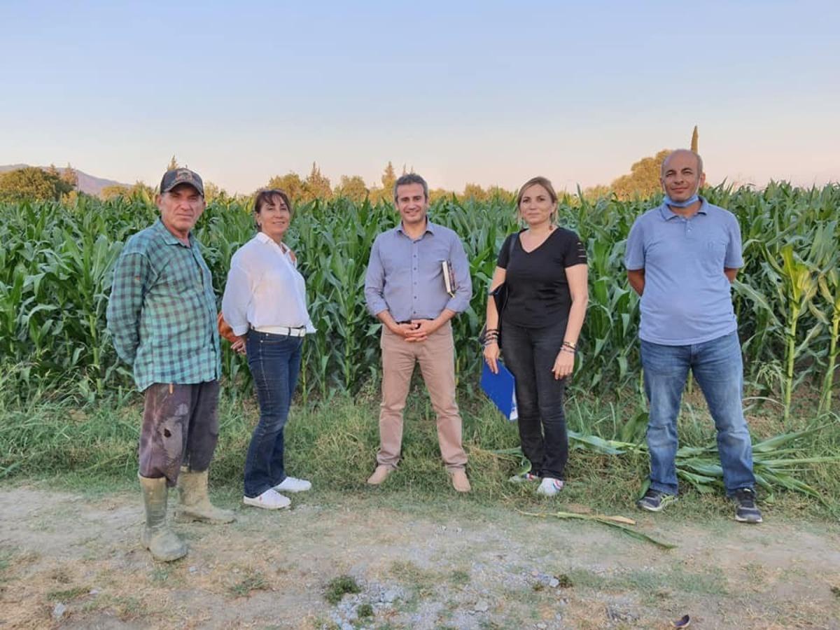 Aydın toprakları d&ouml;rt yeni mısır &ccedil;eşidi ile tanıştı