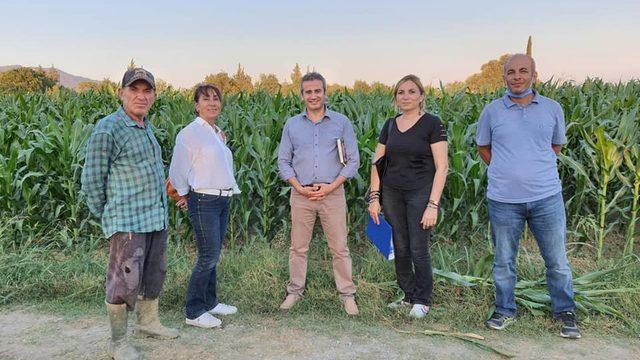 Aydın toprakları dört yeni mısır çeşidi ile tanıştı
