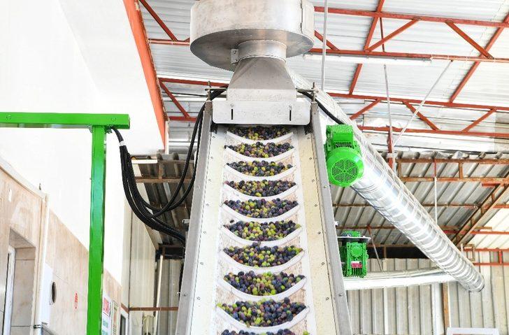 Kumluca’da ilk zeytinyağı sıkımı gerçekleştirildi G2