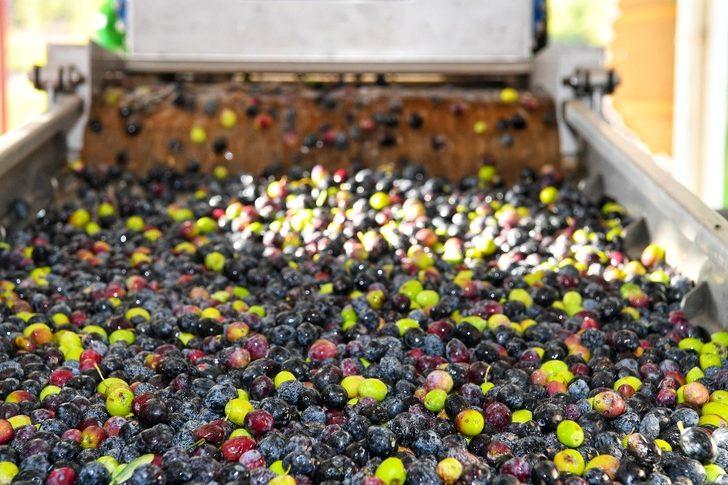 Kumluca’da ilk zeytinyağı sıkımı gerçekleştirildi G5