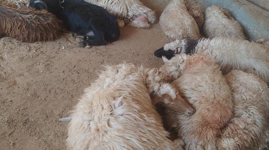 Şanlıurfa'da 150 koyun yedikleri bitki y&uuml;z&uuml;nden telef oldu