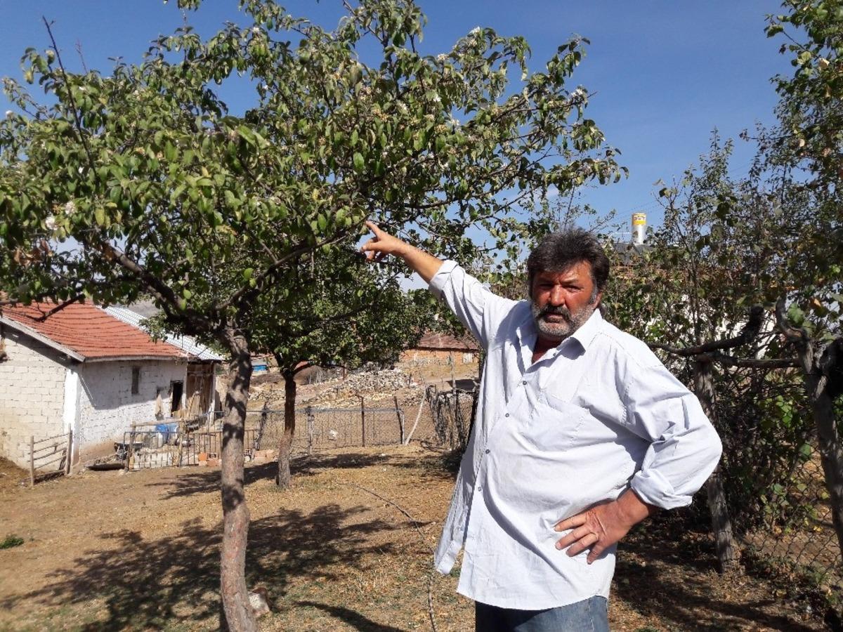 Sonbaharda elma ağacı &ccedil;i&ccedil;ek a&ccedil;tı