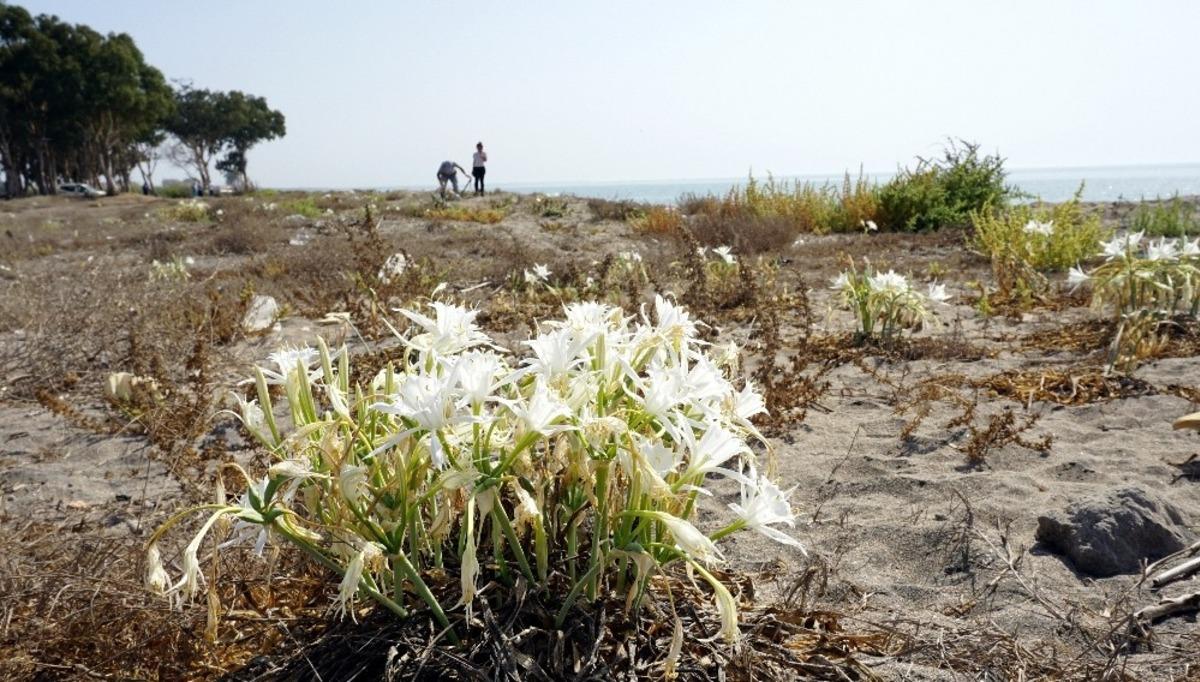 Kum zambakları Akdeniz Belediyesinin koruması altında