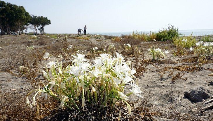 Kum zambakları Akdeniz Belediyesinin koruması altında G1
