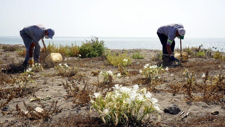 Kum zambakları Akdeniz Belediyesinin koruması altında G2