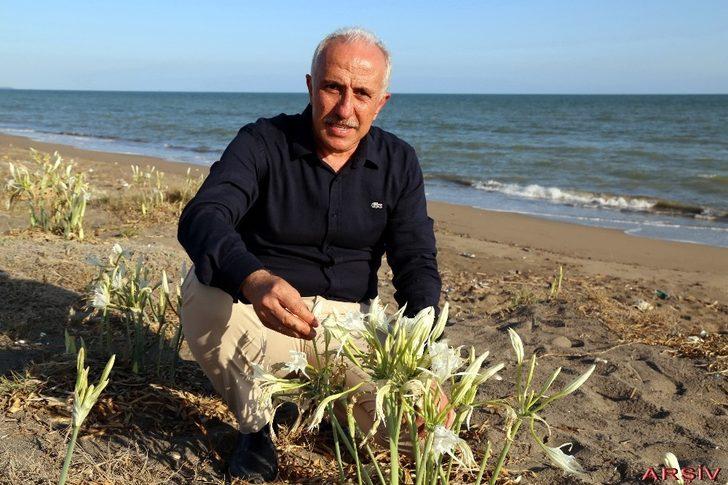 Kum zambakları Akdeniz Belediyesinin koruması altında G3