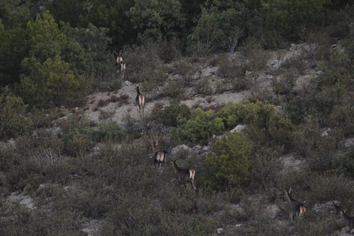 Afyonkarahisar ve Denizli&rsquo;de yaban hayvanlarının envanteri &ccedil;ıkarıldı