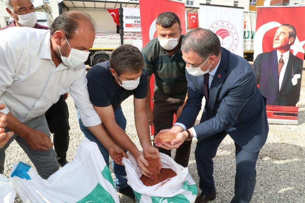 5 bin &ccedil;ift&ccedil;iye sertifikalı tohum dağıtıldı