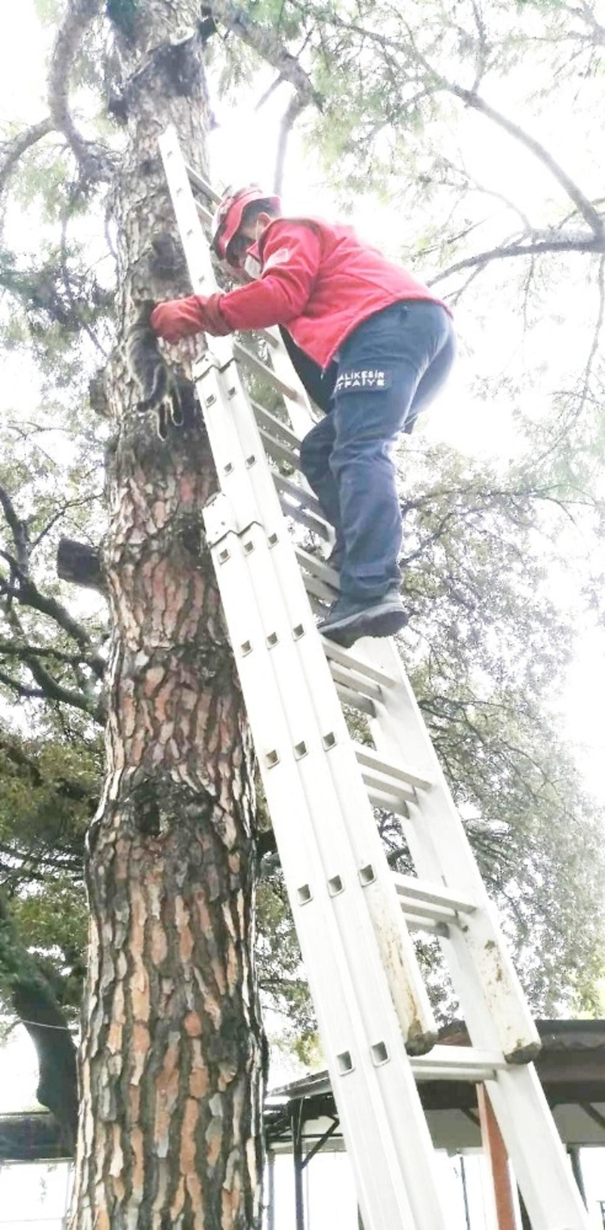 Burhaniye&rsquo;de kedi kurtarma operasyonu