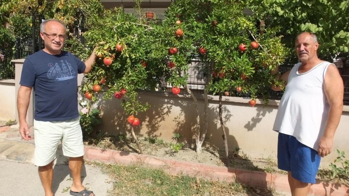 Burhaniye&rsquo;de nar bereketi