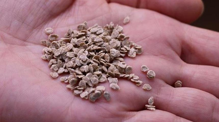 The Times duyurdu: Türkiye, İngiliz koleksiyonundaki antik ve modern tohumlara el koydu