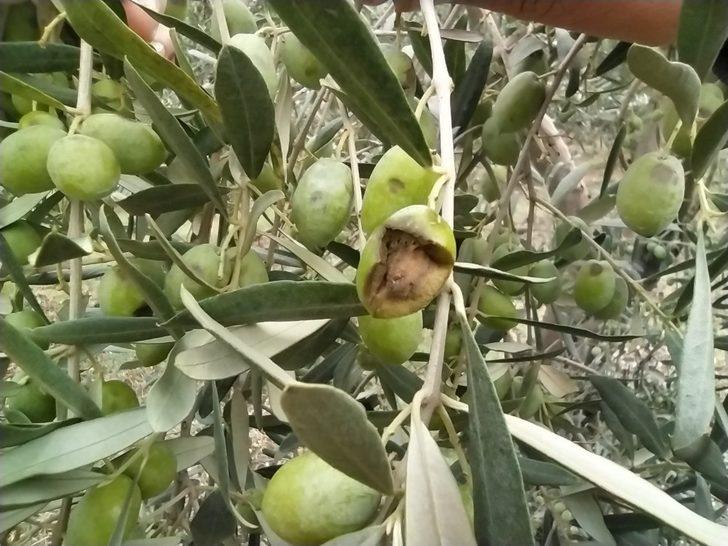 Gemlik Belediyesi bir kez daha zeytin üreticisinin yanında G4
