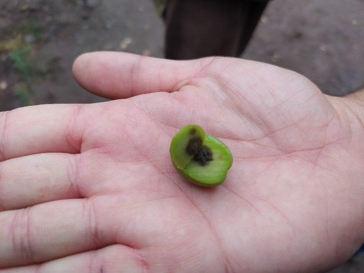 Gemlik Belediyesi bir kez daha zeytin üreticisinin yanında G5