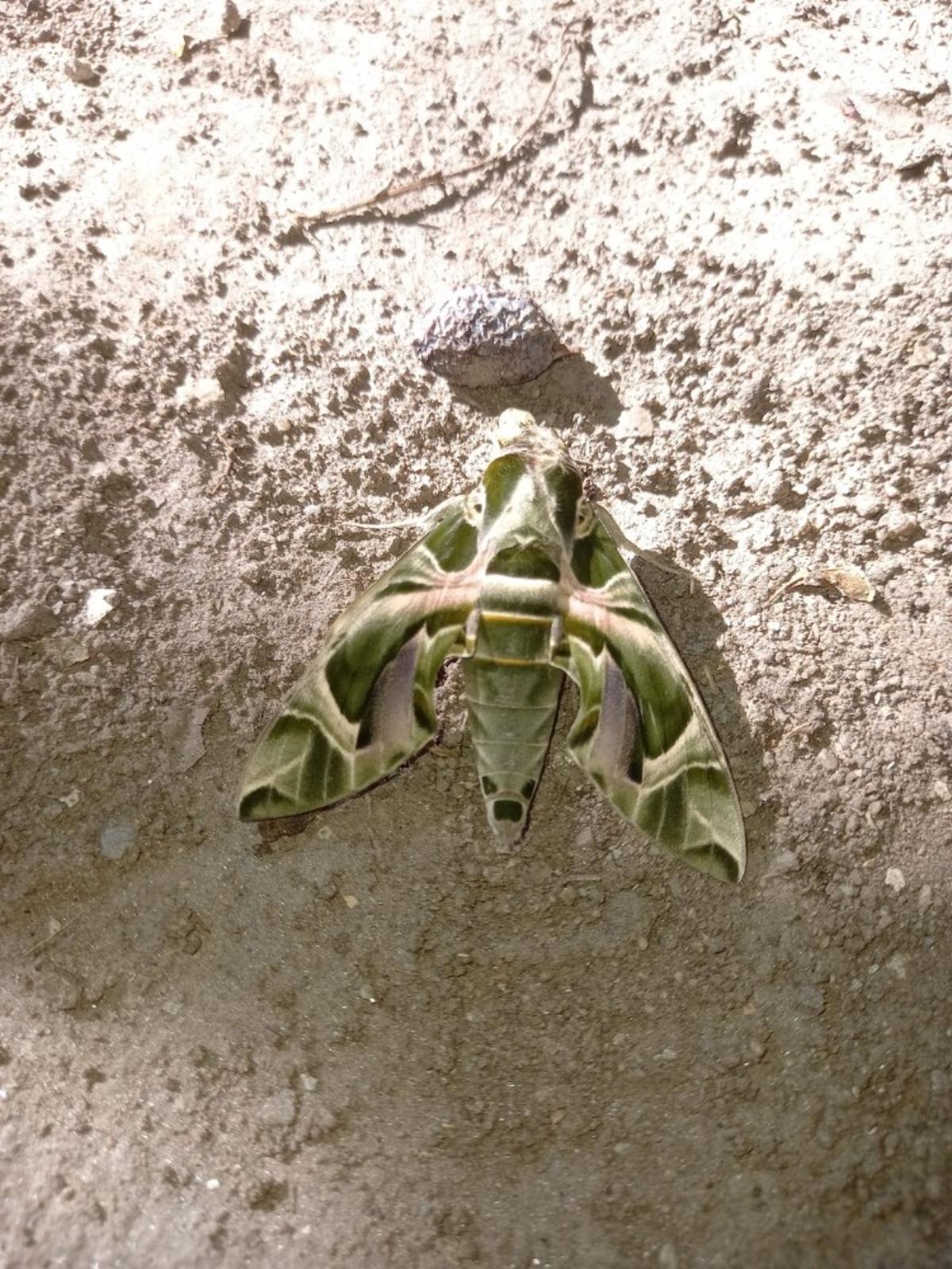 Nadir g&ouml;r&uuml;len Mekik Kelebeği Kuşadası&rsquo;nda g&ouml;r&uuml;ld&uuml;