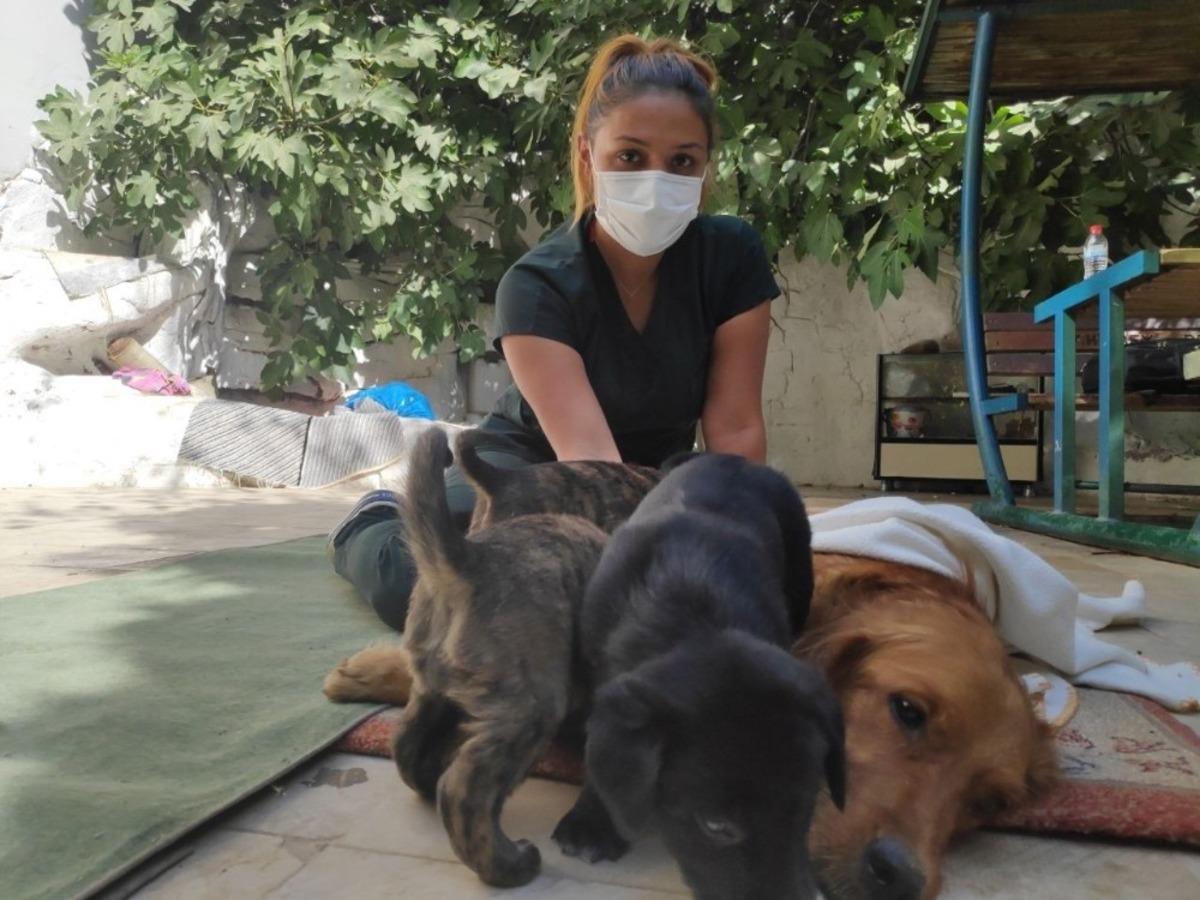 Zehirlenen k&ouml;pek sağlığına kavuşuyor