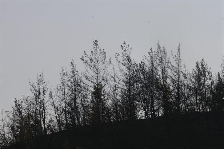 Hatay'daki yangında soğutma çalışmaları sürüyor G3