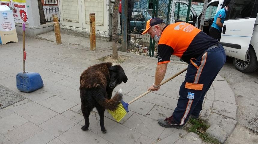Pendik'te yürekleri ısıtan görüntü! Temizlik işçisi süpürgesiyle sokak köpeğine masaj yaptı