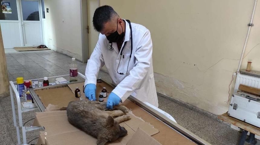 Can dostlar Hakkari belediyesine emanet