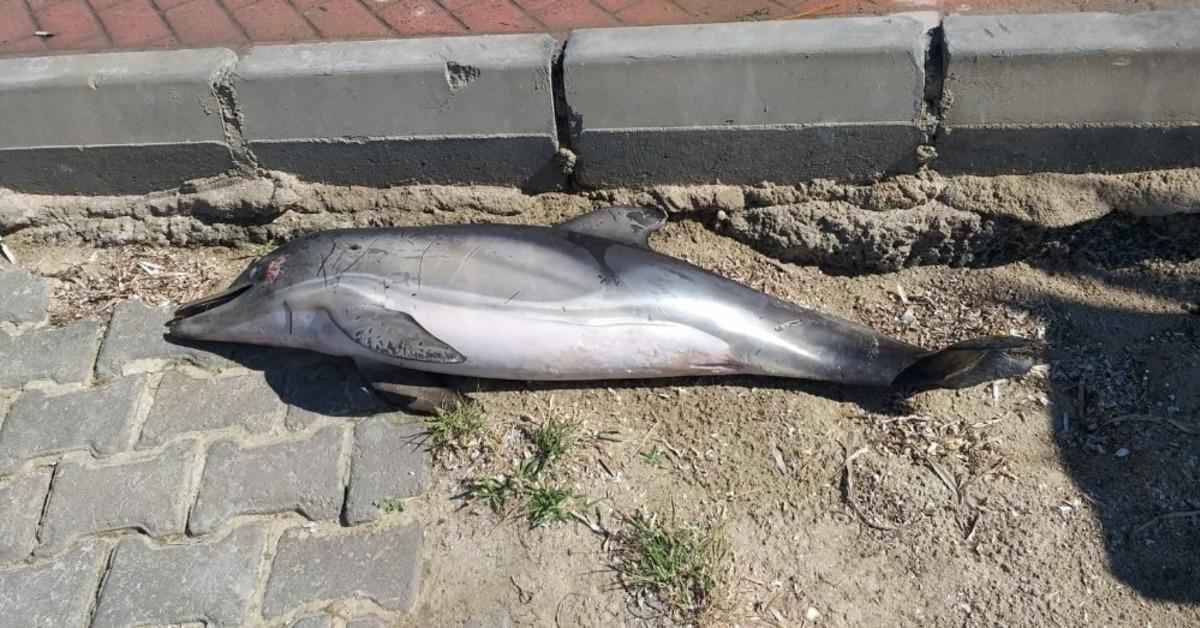 Kuşadası&rsquo;nda &ouml;l&uuml; yunus balığı sahile vurdu