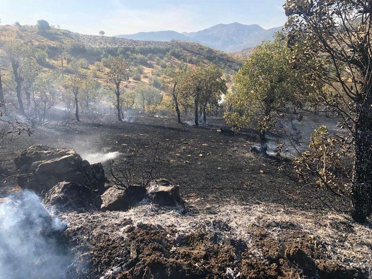 Bingöl’de çıkan yangında  üzüm bağları zarar gördü G2