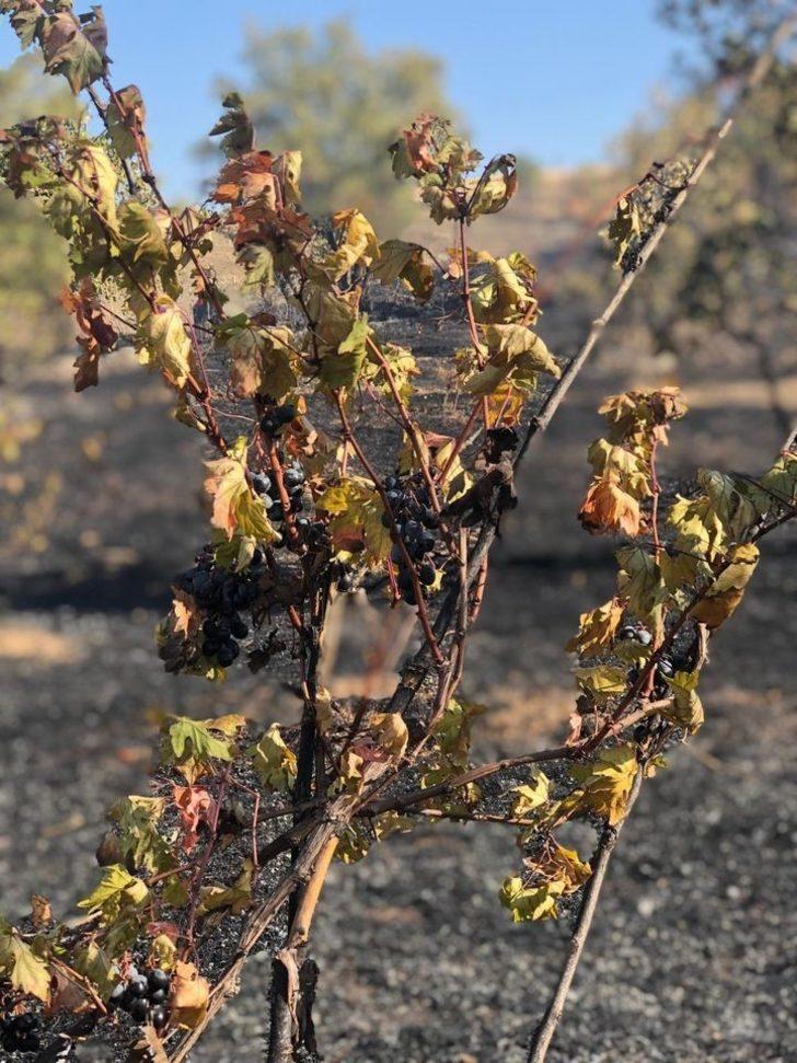 Bingöl’de çıkan yangında  üzüm bağları zarar gördü G3