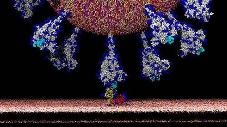 İlk kez bu kadar net g&ouml;r&uuml;ld&uuml;! İşte koronavir&uuml;s&uuml;n insan h&uuml;cresine girdiği an