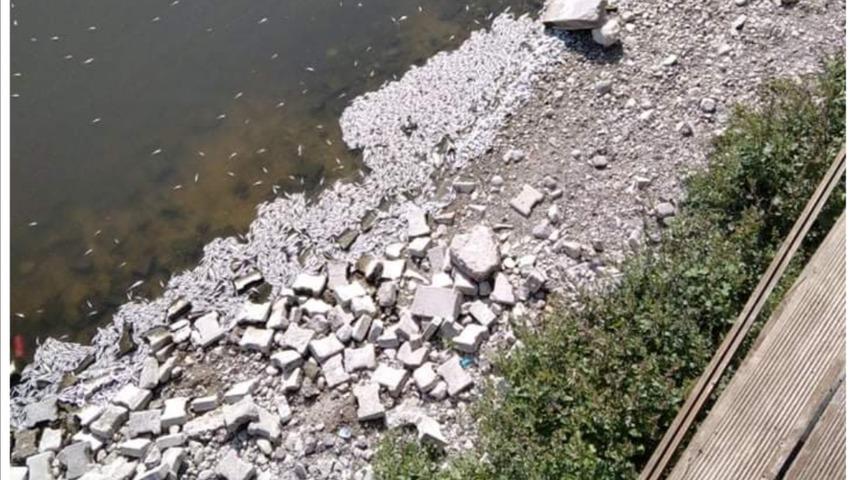 Ankara'daki &Ccedil;ayırhan G&ouml;l&uuml;'nde toplu balık &ouml;l&uuml;m&uuml;