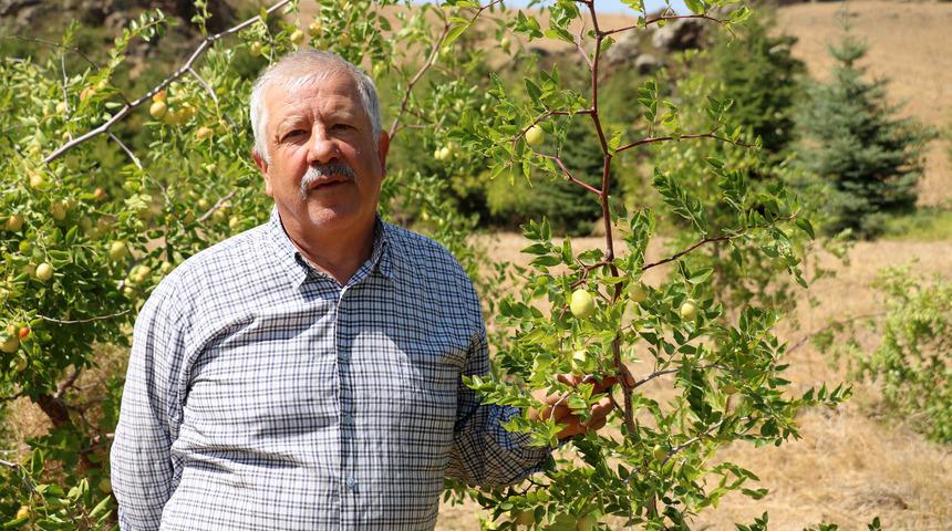 Afyonkarahisar'daki hünnap bahçesi! 'Portakaldan 20 kat daha fazla C vitamini var'