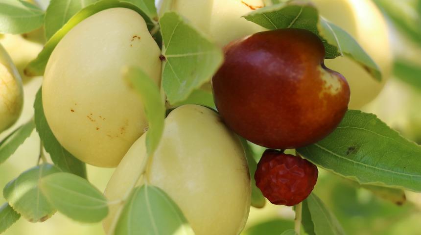 Türkiye'de az biliniyor! Portakaldan 20 kat daha fazla C vitamini var