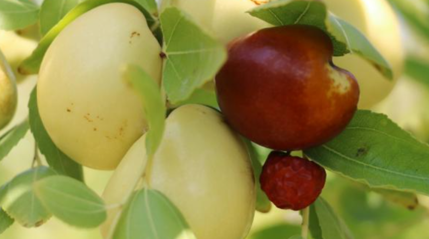 Hünnap koronavirüse karşı en büyük silah! 20 kat daha fazla C vitamini...