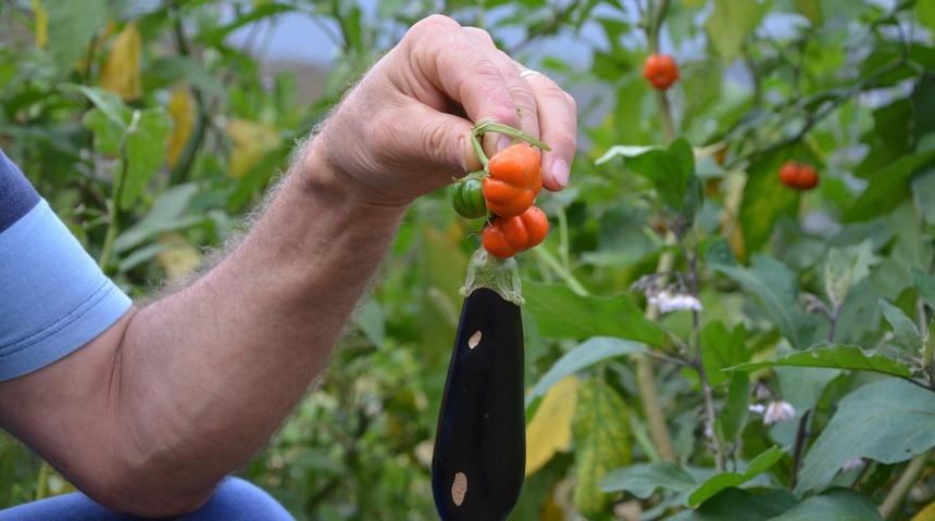 Patlıcan tohumu ekti, hayatının şokunu yaşadı
