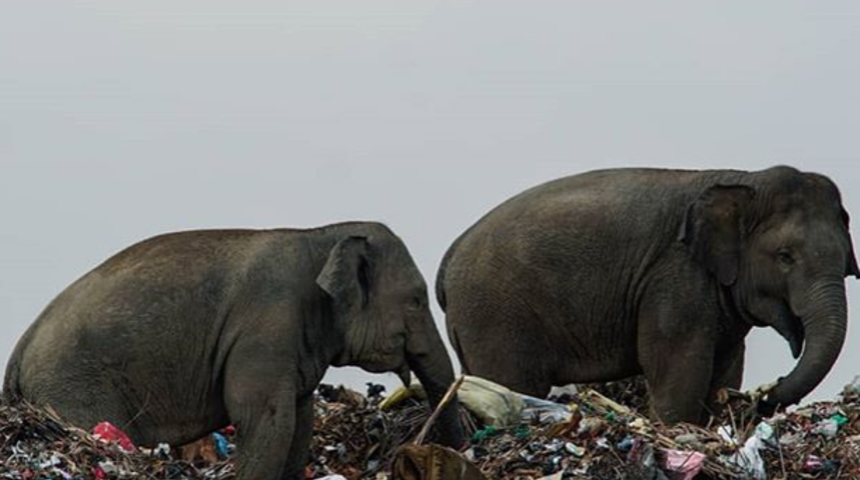 &Ccedil;&ouml;pl&uuml;kte yiyecek arayan filler! Korkun&ccedil; fotoğraf birincilik &ouml;d&uuml;l&uuml; aldı