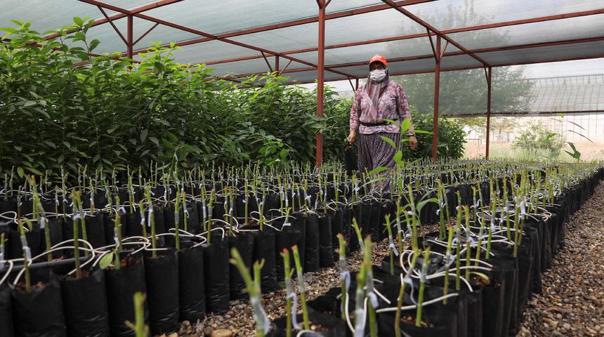 Avokado fidanı için geceden gelip sıraya giren var