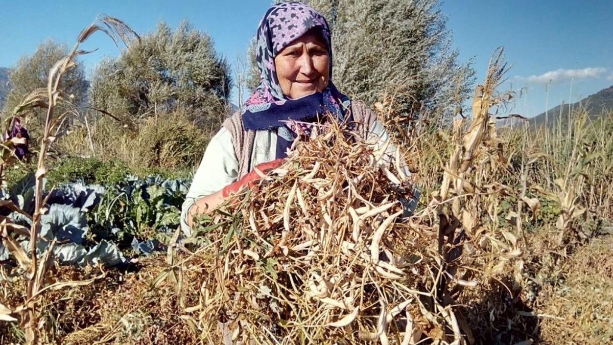 Meşhur &Ccedil;ameli kuru fasulyesinde hasat zamanı