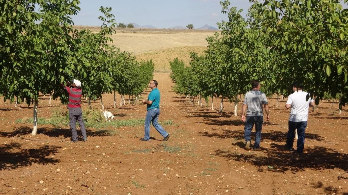 Eşme&rsquo;de ceviz hasadı başladı