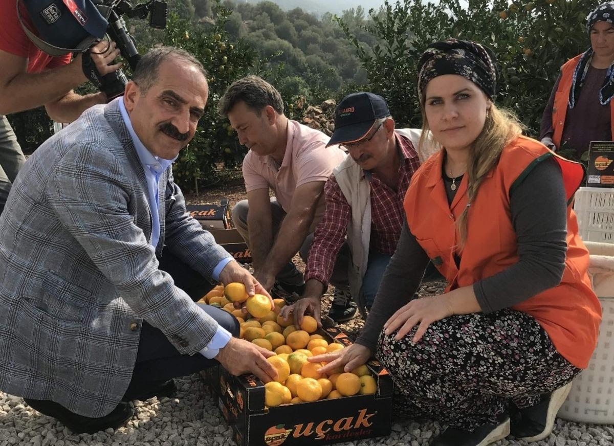 Satsuma mandalinanın ihracat yolculuğu 19 Ekim&rsquo;de başlıyor