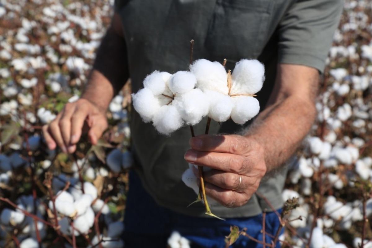 Milaslı &ccedil;ift&ccedil;ilerin pamuğu tarlada kalmayacak