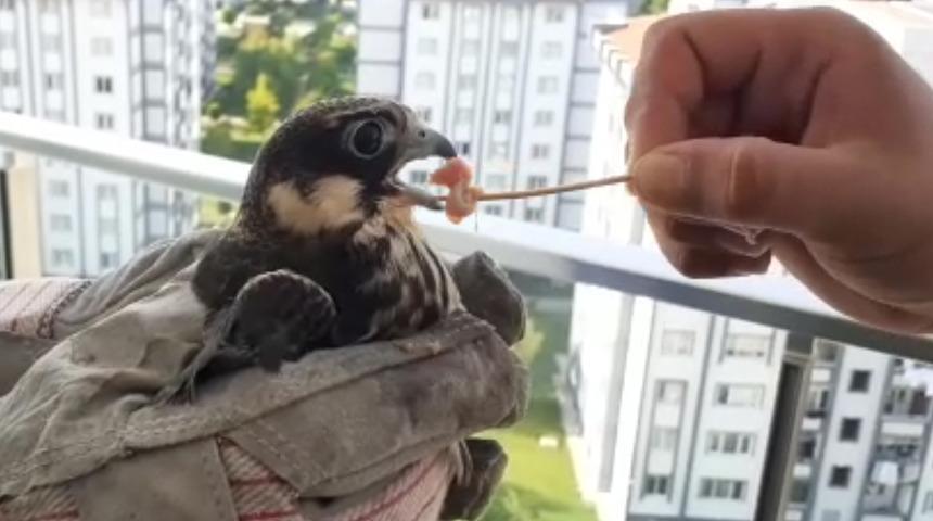 Nesli tükenmek üzere olan Delice Doğan kuşunu balkonunda buldu! 