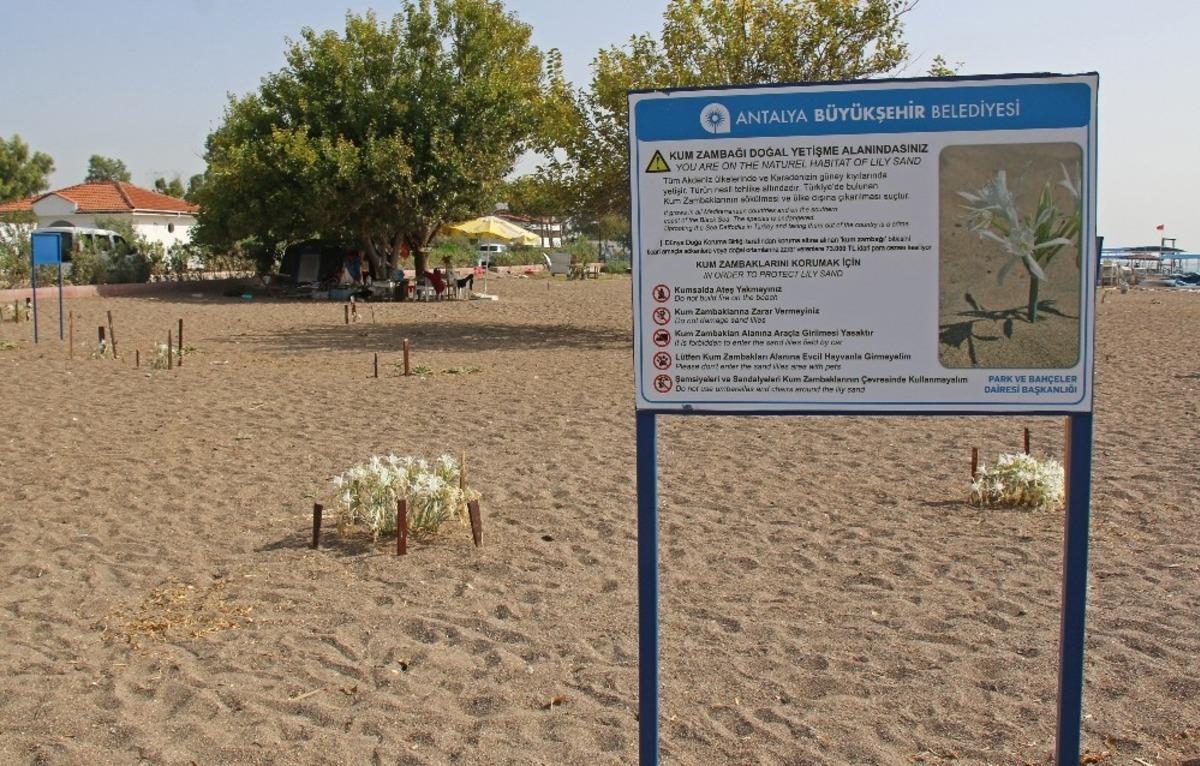 Kum Zambakları koruma altında