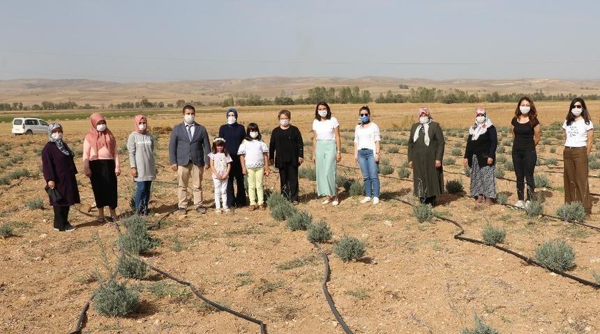 İn&ouml;n&uuml; il&ccedil;esi lavanta kokmaya başladı