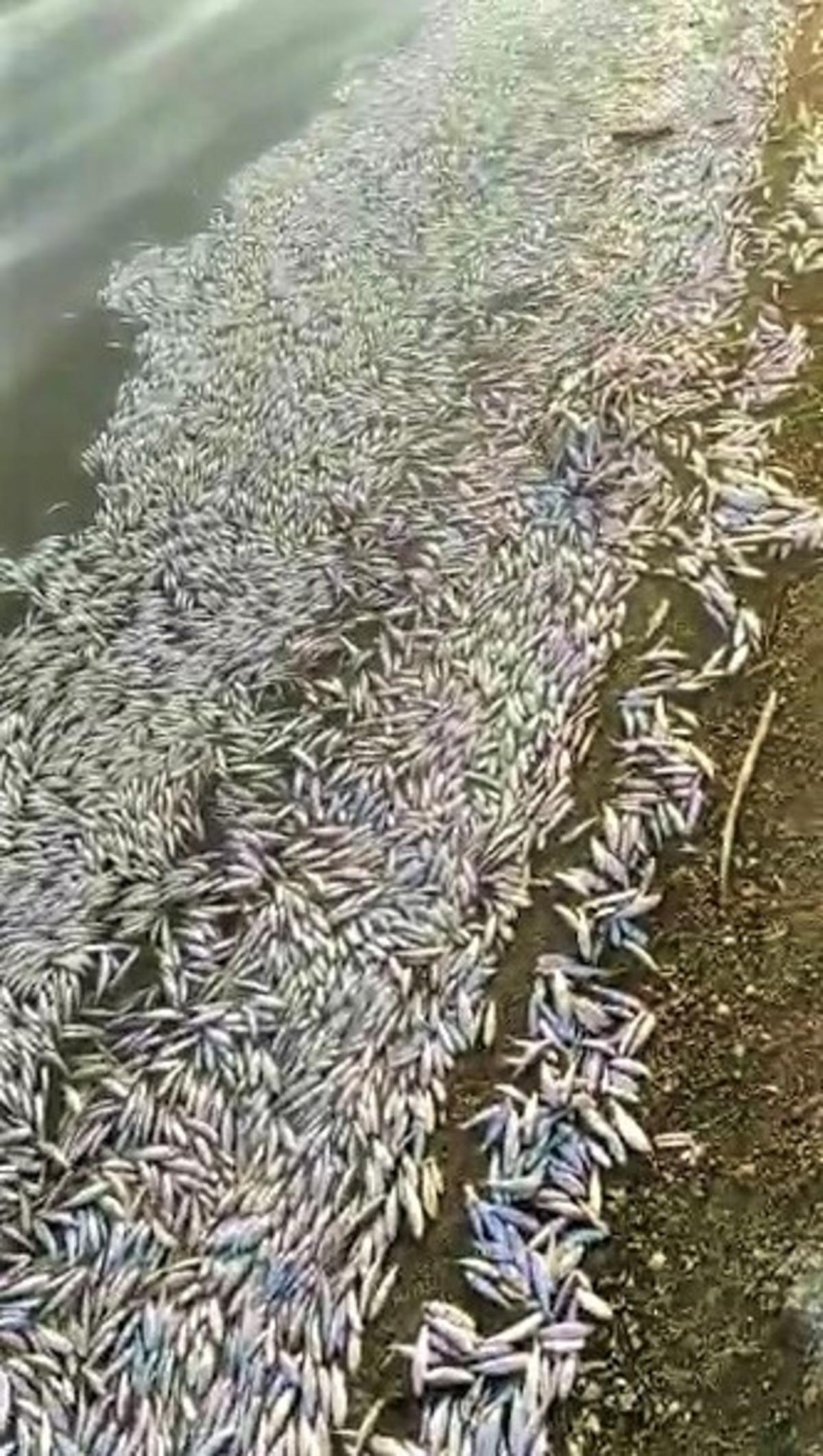 Balık &ouml;l&uuml;mleri Eskişehir sınırına sı&ccedil;radı