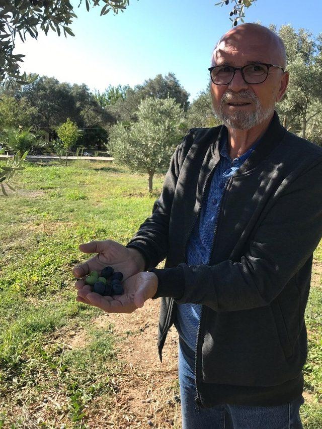 Üreticiler zeytin rekolte beyannamesi verecek