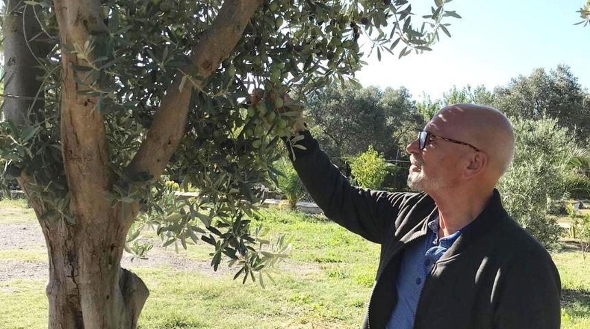 &Uuml;reticiler zeytin rekolte beyannamesi verecek