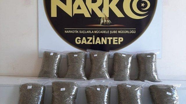 Gaziantep’te 10 kilo bonzai yakalandı