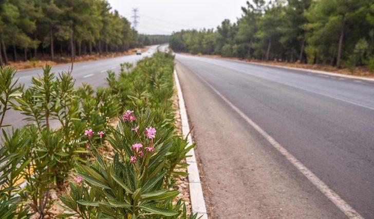Varsak şehir girişi zakkumla güzelleşti G3