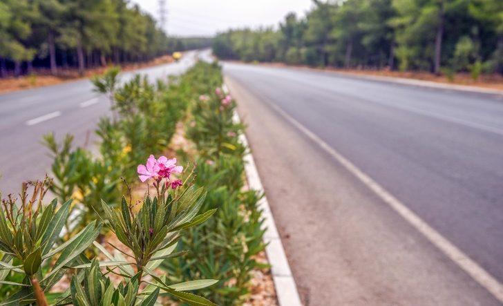 Varsak şehir girişi zakkumla güzelleşti G4