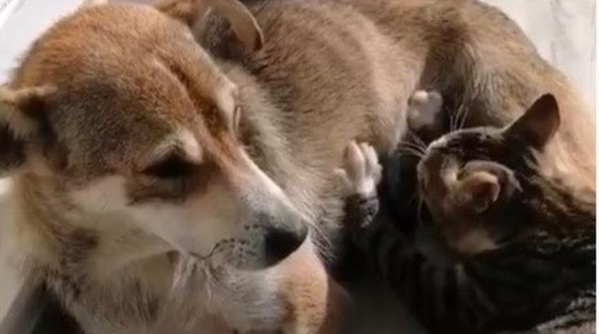 Kediye annelik yapan sokak k&ouml;peği duygulandırdı