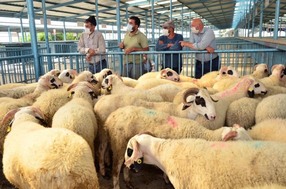 Pamukkale&rsquo;de yetiştiricilere karya cinsi damızlık ko&ccedil; dağıtımı yapıldı