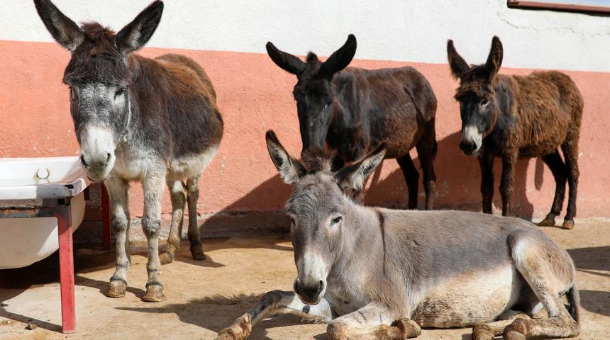 Litresi 100 liradan satılıyor ama dikkat! Eşek s&uuml;t&uuml;nde &ouml;l&uuml;m riski