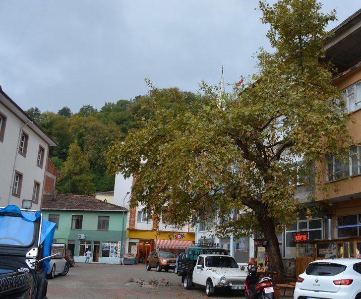 Gazi dedesinin diktiği çınarı yıktırmamak için imza kampanyası başlattı G2